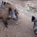 España confirma la muerte de dos nuevos jabalíes por peste porcina africana en Barcelona y cuatro focos de gripe aviar en A Coruña y Pontevedra