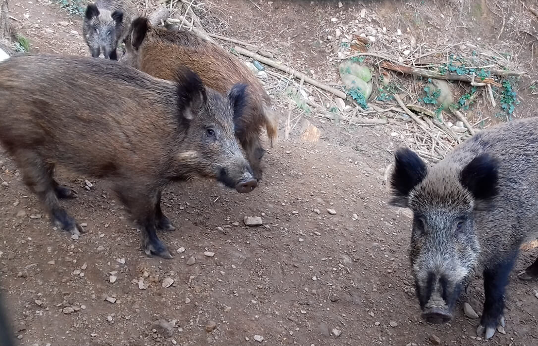 España confirma la muerte de dos nuevos jabalíes por peste porcina africana en Barcelona y cuatro focos de gripe aviar en A Coruña y Pontevedra