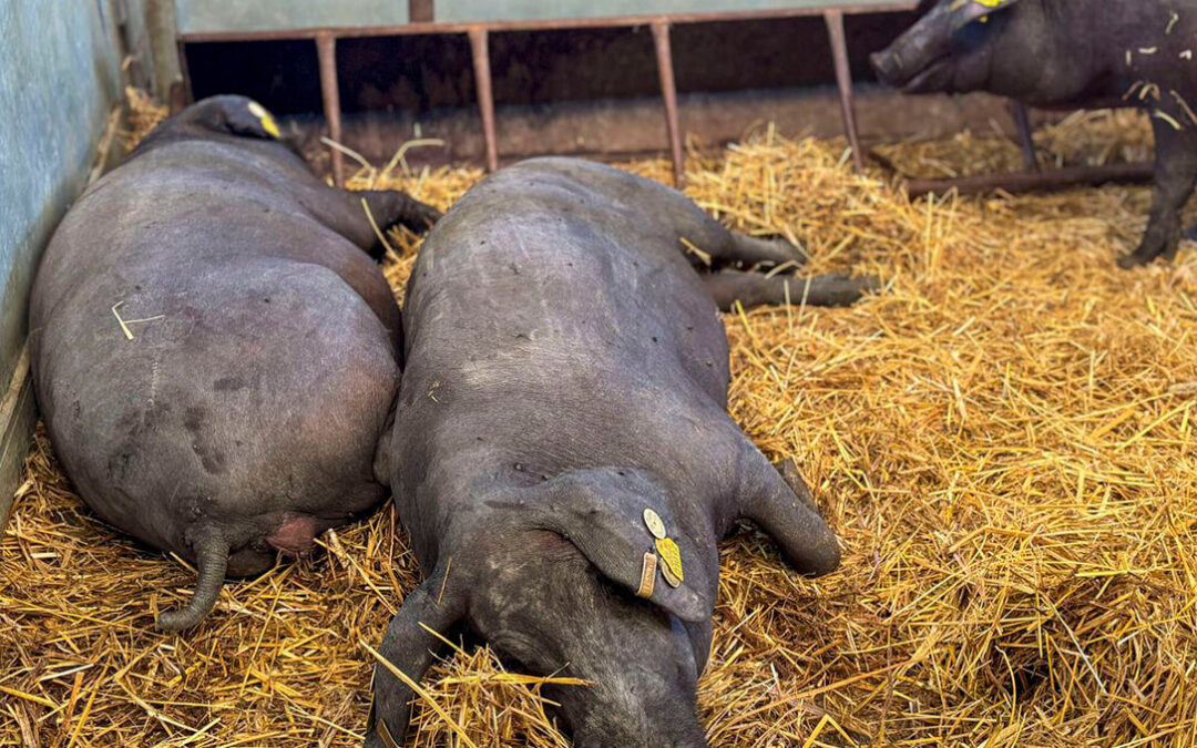 Confirmada la muerte por peste porcina de otros siete jabalíes dentro del radio del primer foco y los expertos hablan de dos semanas cruciales