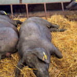 Confirmada la muerte por peste porcina de otros siete jabalíes dentro del radio del primer foco y los expertos hablan de dos semanas cruciales