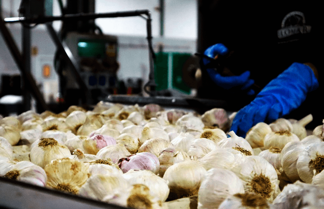 El ajo español crece un 9% y anticipa una bajada de precios en 2026 debido a una mayor competencia exterior de China, Argentina y Egipto