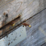 Alertan de la nueva plaga que amenaza el campo: el avispón oriental se expande sin control, ninguna CCAA hace nada y el sector apícola espera respuestas