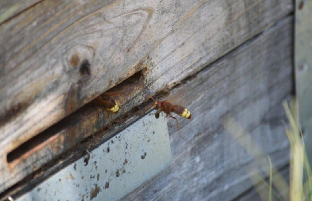 Alertan de la nueva plaga que amenaza el campo: el avispón oriental se expande sin control, ninguna CCAA hace nada y el sector apícola espera respuestas
