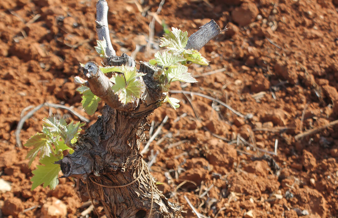 Confirman el «bulo» del ministro Planas que deja las ayudas a la viña y al olivar de secano publicado en el BOE sin ningún efecto ni pago