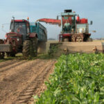 Andalucía defiende el cultivo de la remolacha y pide igualdad de condiciones para toda España en las ayudas asociadas de la PAC