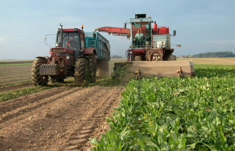 Andalucía defiende el cultivo de la remolacha y pide igualdad de condiciones para toda España en las ayudas asociadas de la PAC
