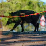 Confirmados tres nuevos jabalíes muertos con positivo en peste porcina mientras piden prudencia sobre el origen de la enfermedad