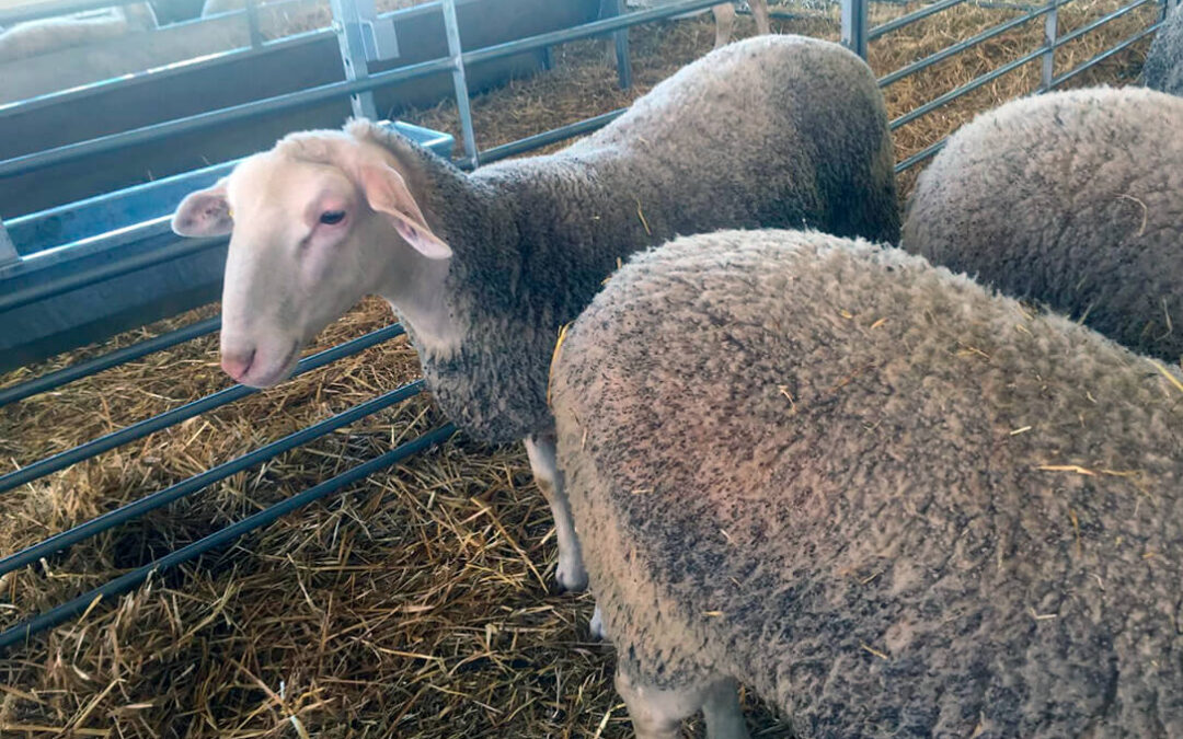 Los ganaderos advierten de un ‘enero caliente’ con protestas y movilizaciones, si no hay una respuesta clara a los daños de la lengua azul