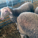 Los ganaderos advierten de un ‘enero caliente’ con protestas y movilizaciones, si no hay una respuesta clara a los daños de la lengua azul