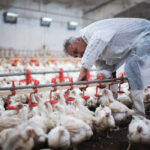 Por si no había suficientes enfermedades: Activan el protocolo tras detectar un foco de la enfermedad de Newcastle en la C. Valenciana