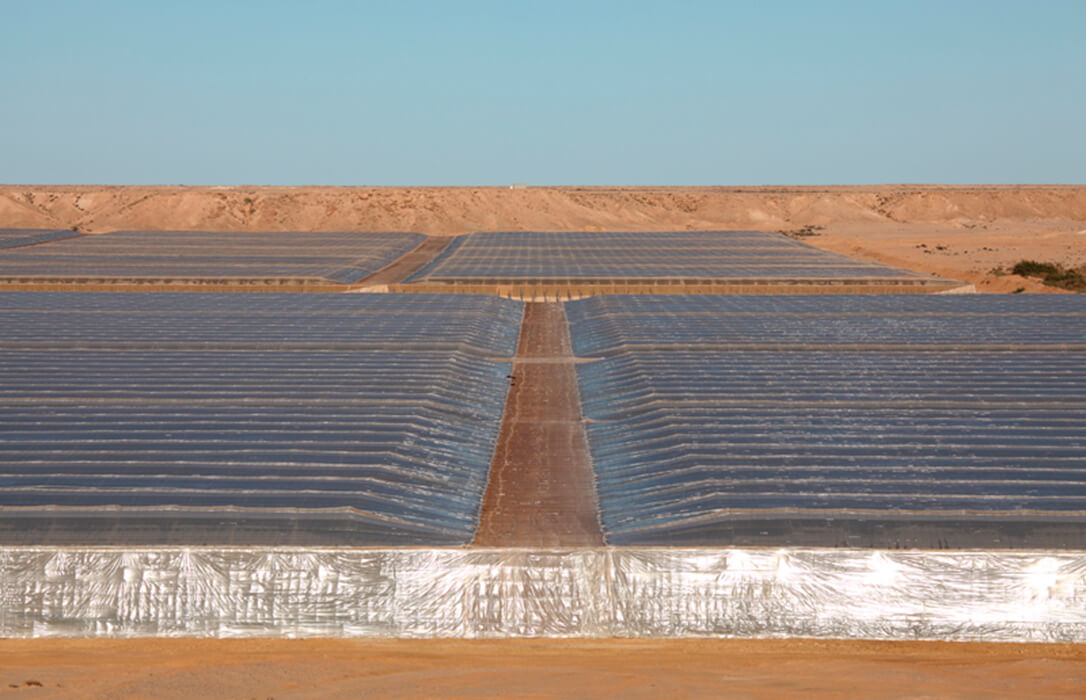 Los productores españoles de tomate se enfrentan a la competencia del Sahara que se beneficiará de concesiones inéditas y financiación comunitaria