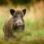 La Federación de Caza y la Diputación de Valencia refuerzan la colaboración para afrontar el riesgo de peste porcina y mejorar la gestión del jabalí