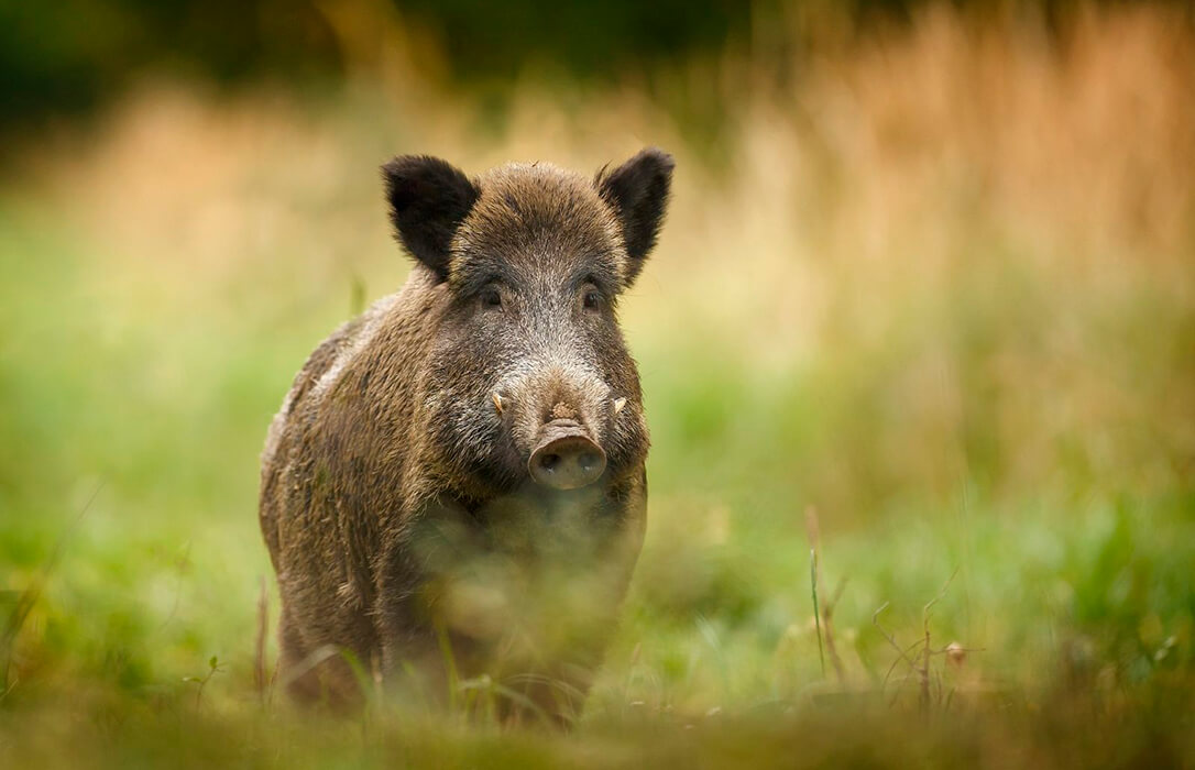 La Federación de Caza y la Diputación de Valencia refuerzan la colaboración para afrontar el riesgo de peste porcina y mejorar la gestión del jabalí