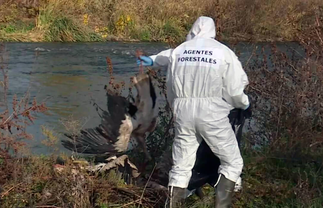 Madrid confirma finalmente la presencia de cuatro nuevos focos de gripe aviar de alta patogenicidad en aves silvestres en la región