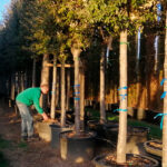 Dar valor a nuestras plantas también es hacer país