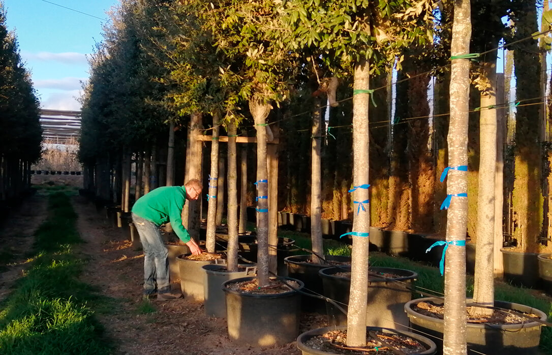 Dar valor a nuestras plantas también es hacer país