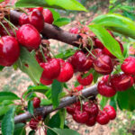 Concentración de protesta por el impago de las ayudas a 660 cereceros por las pérdidas sufridas en la primavera del 2024