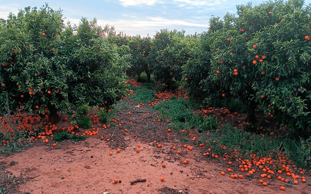 Denuncian los incumplimientos en los contratos citrícolas por la trampa legal de no fijar fecha de recolección que está arruinando al sector