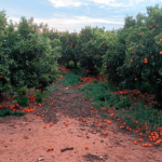 Denuncian los incumplimientos en los contratos citrícolas por la trampa legal de no fijar fecha de recolección que está arruinando al sector