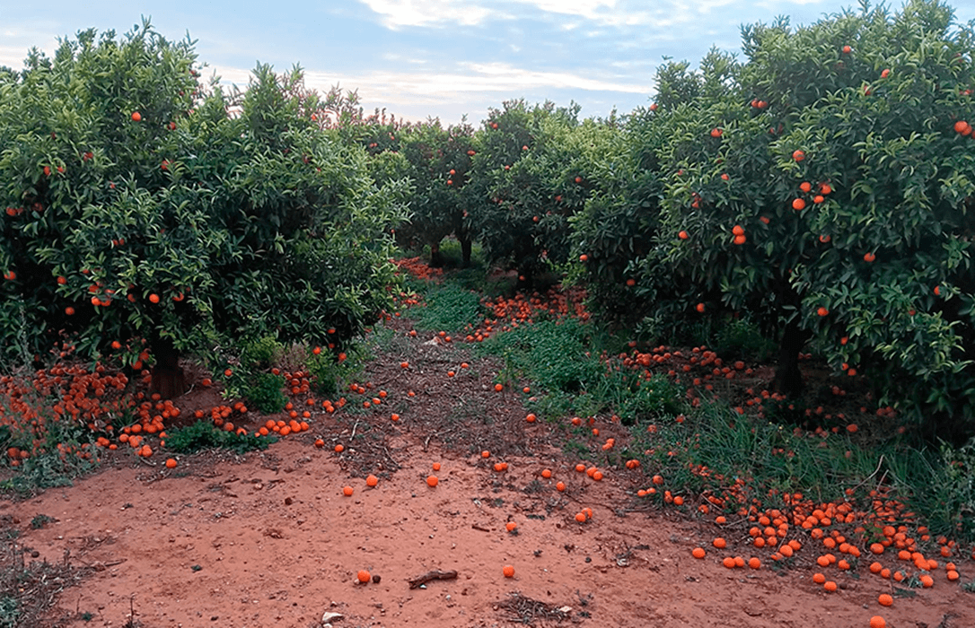 Denuncian los incumplimientos en los contratos citrícolas por la trampa legal de no fijar fecha de recolección que está arruinando al sector