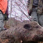 Castilla y León amplía las medidas de prevención y seguimiento ante la peste porcina e intensificará la caza de jabalíes para controlar su población
