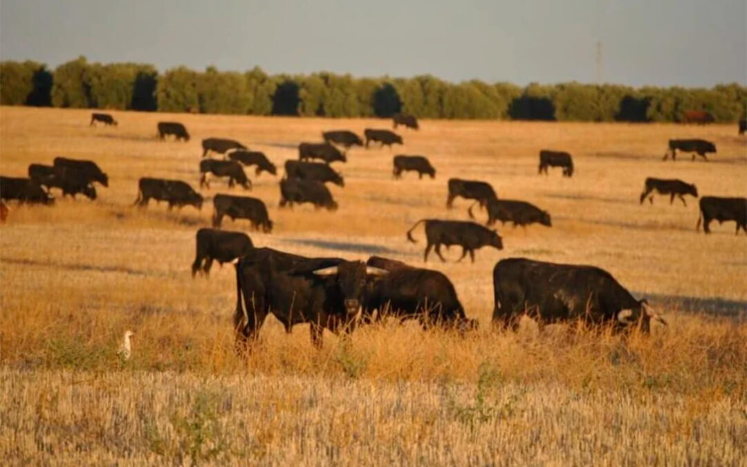 La crisis sanitaria desborda a los ganaderos, que “no descartan movilizarse” si no hay medidas, y piden reunirse ante una “situación insostenible”