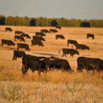 La crisis sanitaria desborda a los ganaderos, que “no descartan movilizarse” si no hay medidas, y piden reunirse ante una “situación insostenible”