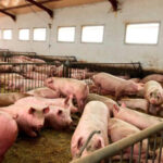 La «paradoja devastadora» de la peste porcina: Las granjas más seguras de Europa, rehenes de una fauna salvaje descontrolada