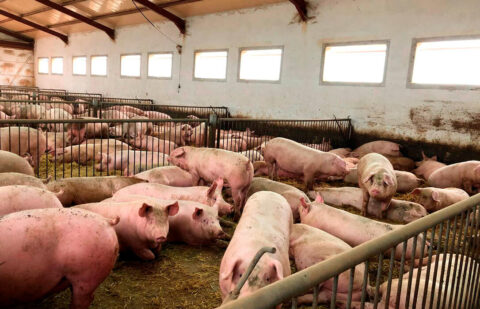 La «paradoja devastadora» de la peste porcina: Las granjas más seguras de Europa, rehenes de una fauna salvaje descontrolada