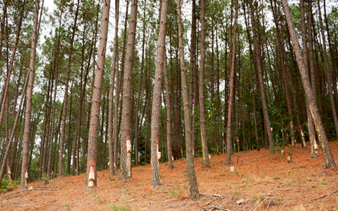 La resina, un recurso olvidado que puede proporcionar una rentabilidad igual o superior a la de la madera en determinadas condiciones