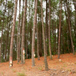 La resina, un recurso olvidado que puede proporcionar una rentabilidad igual o superior a la de la madera en determinadas condiciones