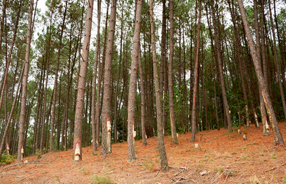 La resina, un recurso olvidado que puede proporcionar una rentabilidad igual o superior a la de la madera en determinadas condiciones