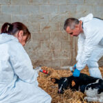 Se alivia la presión: Cataluña levantará las restricciones el día 8 por la dermatosis en la zona de Cassà de la Selva (Girona)