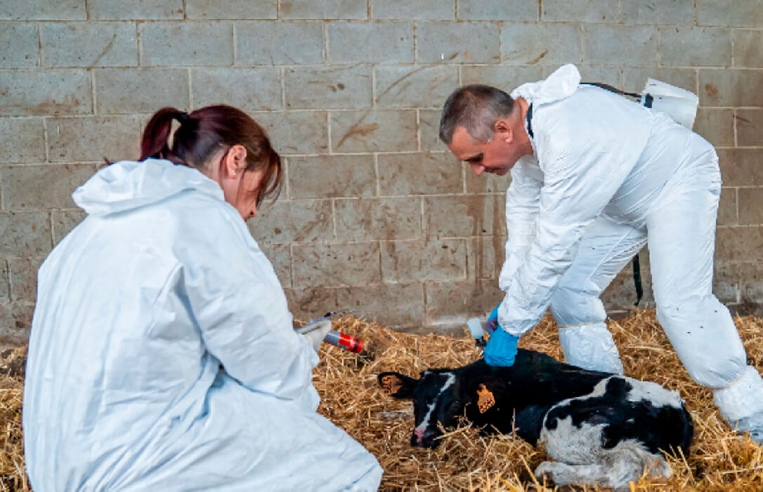 Se alivia la presión: Cataluña levantará las restricciones el día 8 por la dermatosis en la zona de Cassà de la Selva (Girona)