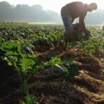 Reconocen avances de la nueva Ley de Producción Ecológica andaluza, pero lamentan su falta de ambición para proteger al sector