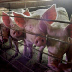 Un respiro por un buen trabajo: los aranceles definitivos impuestos por China al porcino español será del 9,8%, un 50% menos respecto al actual