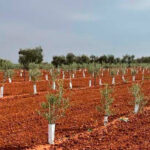 Reiteran la necesidad de adoptar más medidas para evitar los daños que provocan los conejos en las explotaciones agrícolas