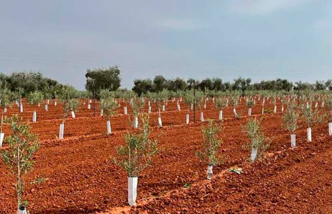 Reiteran la necesidad de adoptar más medidas para evitar los daños que provocan los conejos en las explotaciones agrícolas