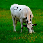 Nace CoRural, el nuevo grupo lácteo con 600 millones de euros de negocio y 1.400 productores que nace de la fusión de Clun y Leche Celta