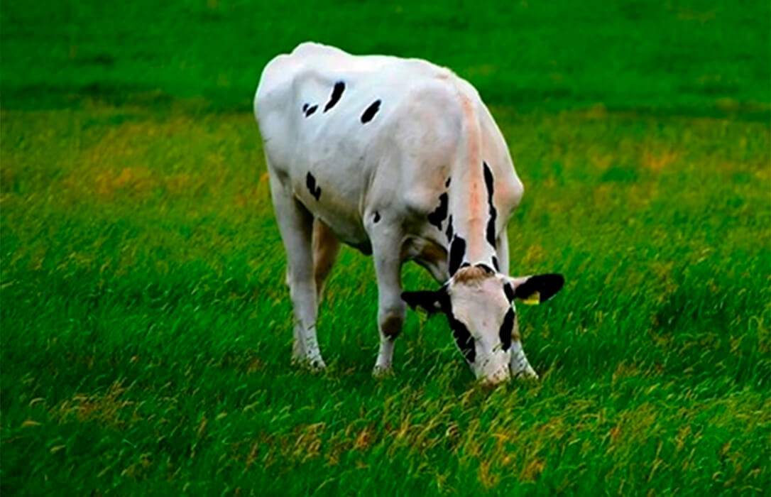 Nace CoRural, el nuevo grupo lácteo con 600 millones de euros de negocio y 1.400 productores que nace de la fusión de Clun y Leche Celta