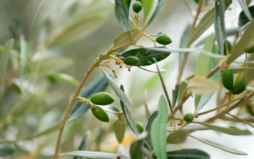 Defensa del olivar tradicional de la variedad Picudo, que destaca por su aceite de oliva virgen extra, muy sostenible y saludable