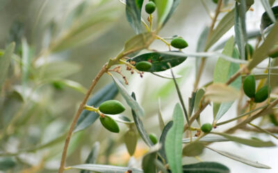 Defensa del olivar tradicional de la variedad Picudo, que destaca por su aceite de oliva virgen extra, muy sostenible y saludable