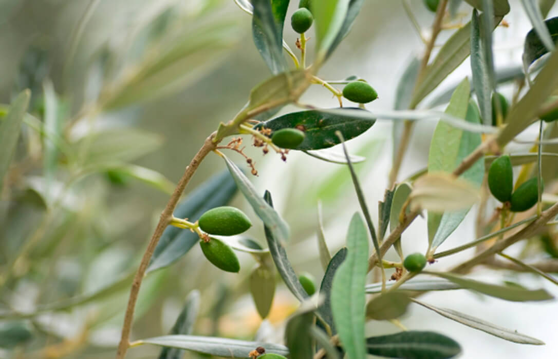 Defensa del olivar tradicional de la variedad Picudo, que destaca por su aceite de oliva virgen extra, muy sostenible y saludable
