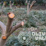 Citoliva ofrece al sector oleícola el programa OLIVEVALUE, una brújula tecnológica para transformar sus subproductos del olivar