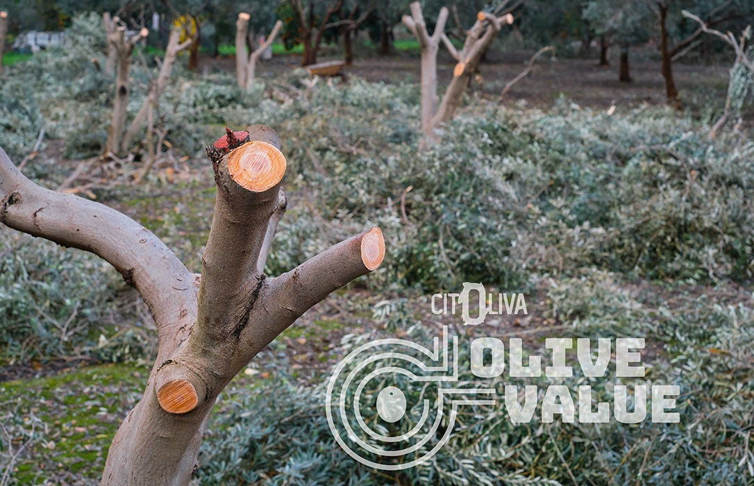 Citoliva ofrece al sector oleícola el programa OLIVEVALUE, una brújula tecnológica para transformar sus subproductos del olivar