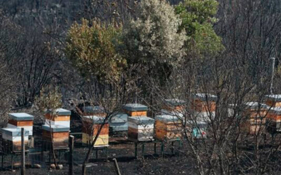 El Ministerio inicia el pago de más de 27,8 millones en ayudas directas a los 9.679 agricultores y ganaderos afectados por los grandes incendios