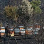 El Ministerio inicia el pago de más de 27,8 millones en ayudas directas a los 9.679 agricultores y ganaderos afectados por los grandes incendios