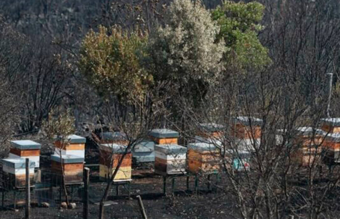 El Ministerio inicia el pago de más de 27,8 millones en ayudas directas a los 9.679 agricultores y ganaderos afectados por los grandes incendios