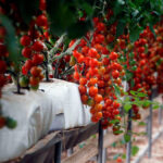 Acuerdo UE-Marruecos: paradigma de la competencia desleal hacia los productores comunitarios de frutas y hortalizas