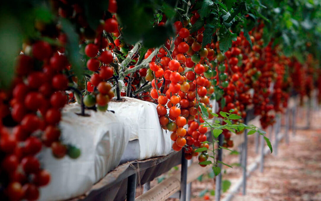 Acuerdo UE-Marruecos: paradigma de la competencia desleal hacia los productores comunitarios de frutas y hortalizas